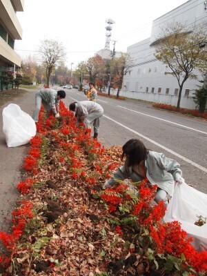 image_034nekusasu_hana2.jpg