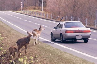 tyui_deer.jpg