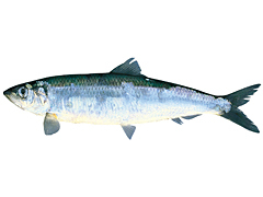 fis005.jpg