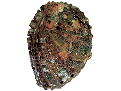 エゾアワビの写真（貝殻側）