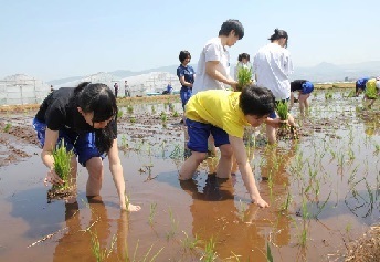 田植えの様子