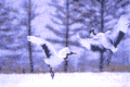 北海道の鳥（タンチョウ）