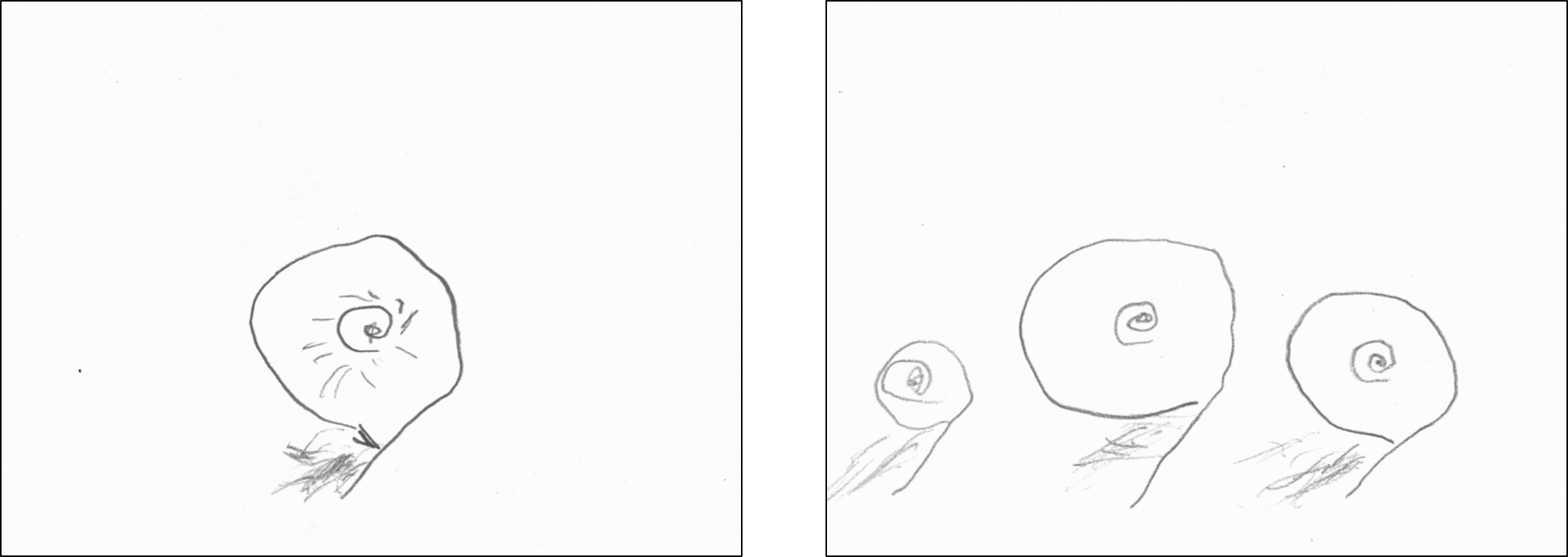 頭足類No.15 (PNG 577KB)