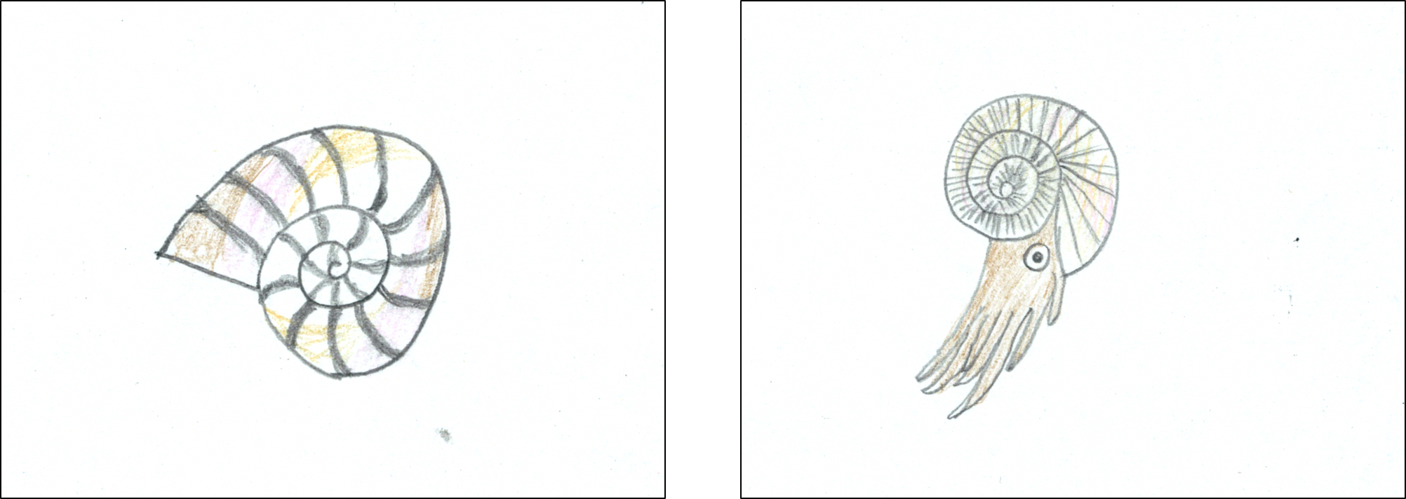 頭足類No.20 (PNG 1.14MB)