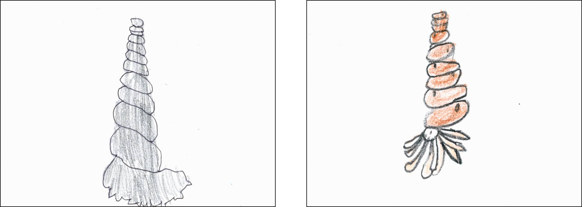 頭足類No.27 (PNG 1.01MB)