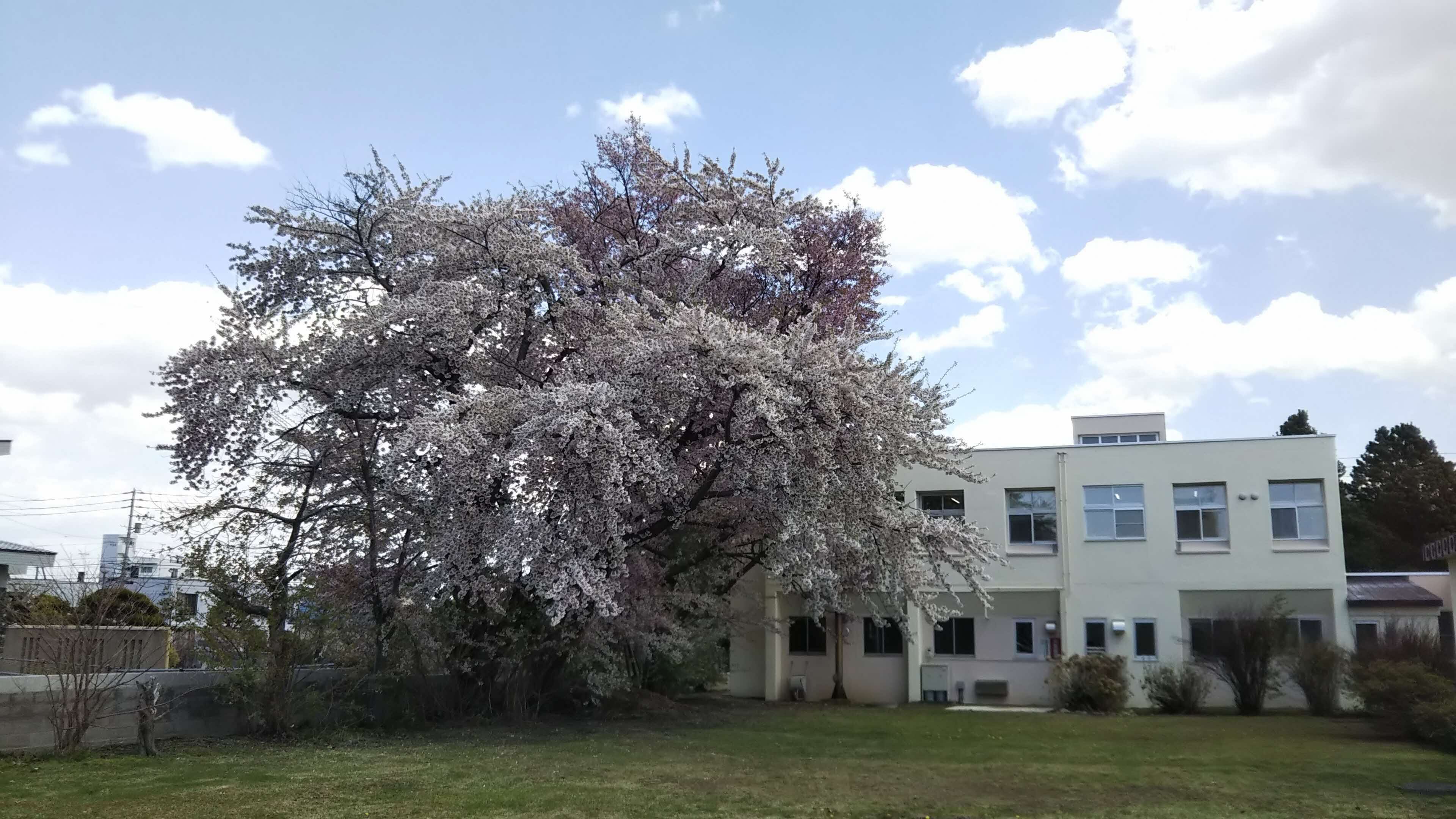 桜 (JPG 716KB)