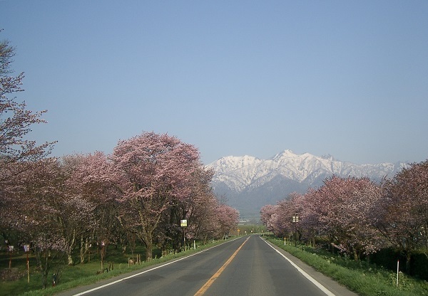 富良野市　東大樹木園桜並木と芦別岳
