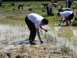 ～地域の方と一緒に取り組んだ「田んぼアート」～