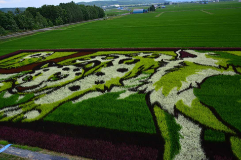 ～地域の方と一緒に取り組んだ「田んぼアート」～