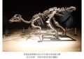 恐竜全身骨格化石むかわ竜の完全版公開