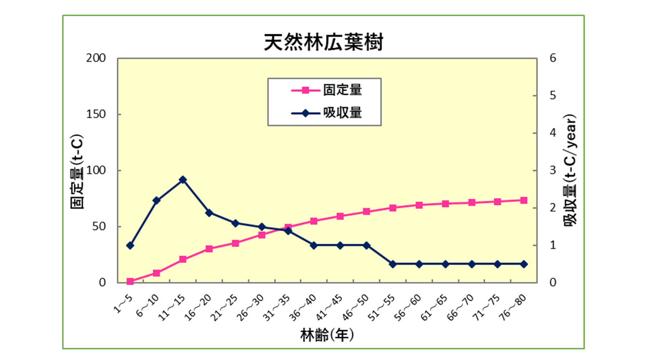 天然林広葉樹