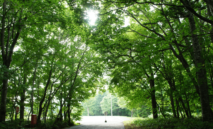 道立自然公園野幌森林公園