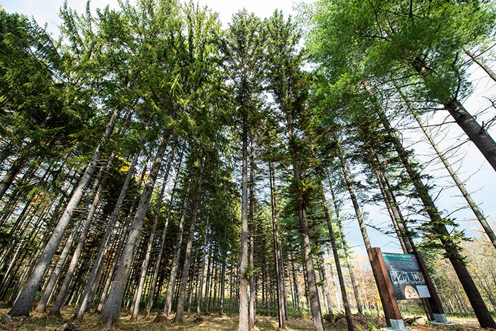 北海道家庭学校 展示林とオリンピックゆかりの木
